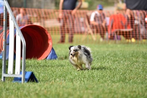 des Crocs de Provence - Concours d'agility des Cadéous