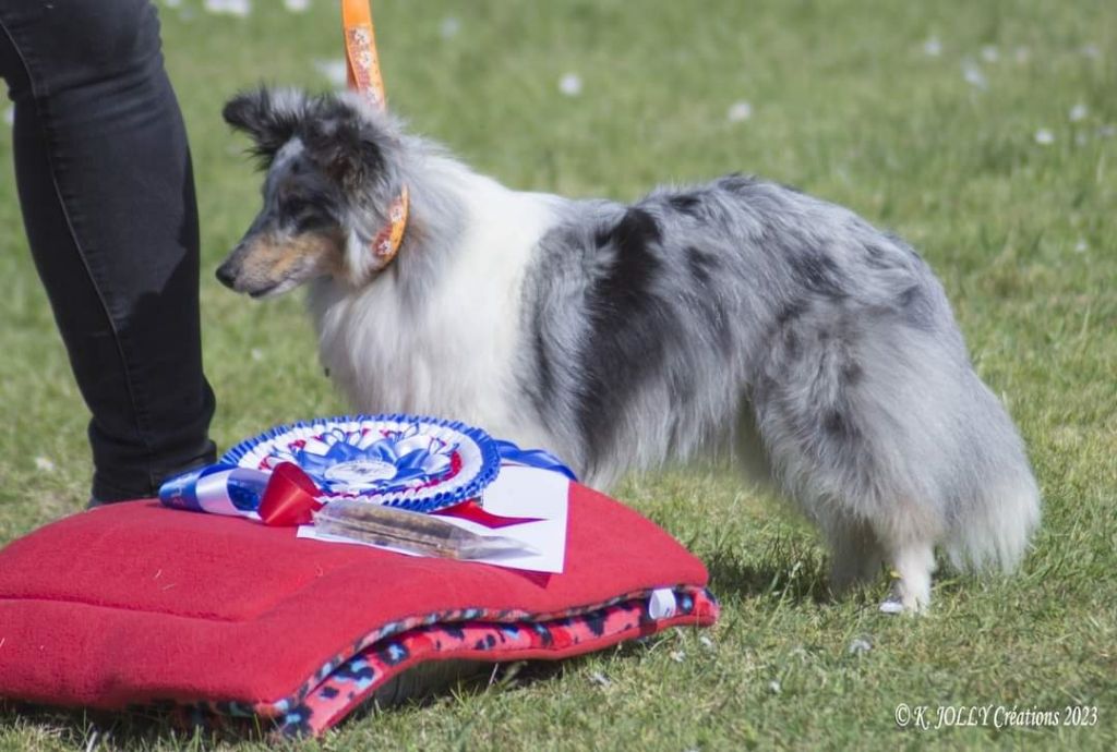 des Crocs de Provence - J'imagine Championne de France d'agility des Bergers des Shetland 2023