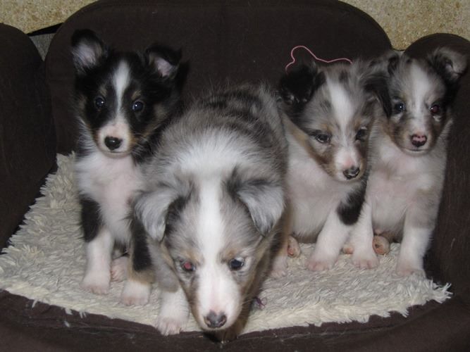 des Crocs de Provence - Les chiots de Flèche ont 6 semaines