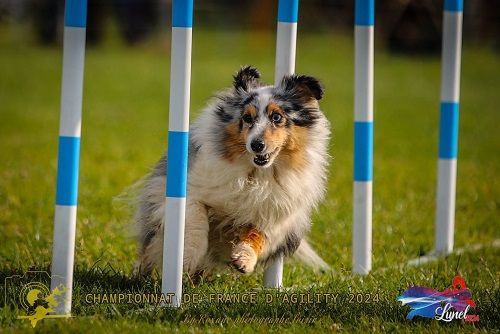 des Crocs de Provence - Maenerys au Championnat de France d'agility 2024