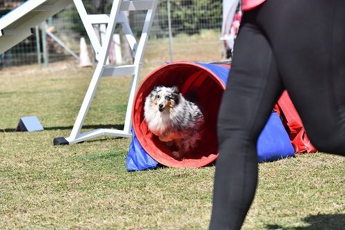 des Crocs de Provence - Concours d'agility des Cadéous