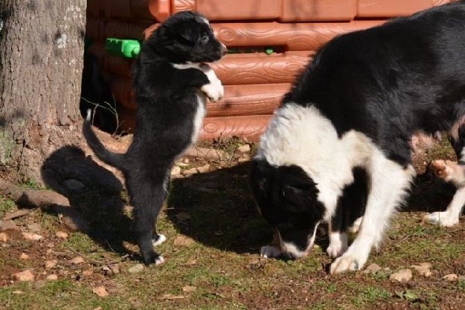 des Crocs de Provence - Les chiots ont 6 semaines