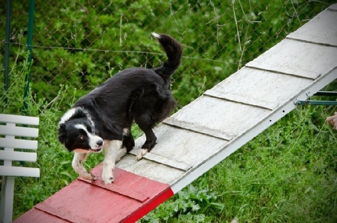 des Crocs de Provence - Concours d'agility de Marignane