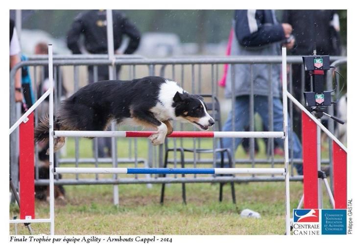 des Crocs de Provence - Concours d'agility des Cadéous