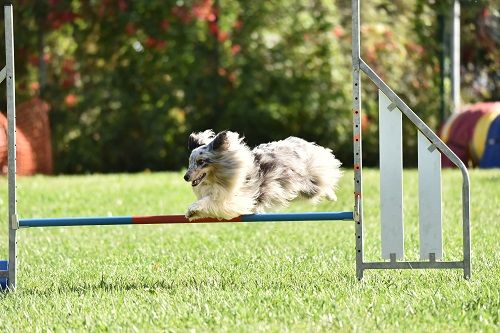 des Crocs de Provence - J'imagine au concours d'agility des Cadéous