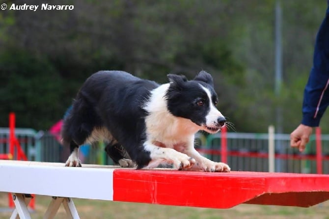 des Crocs de Provence - Concours d'agility d'Eyragues