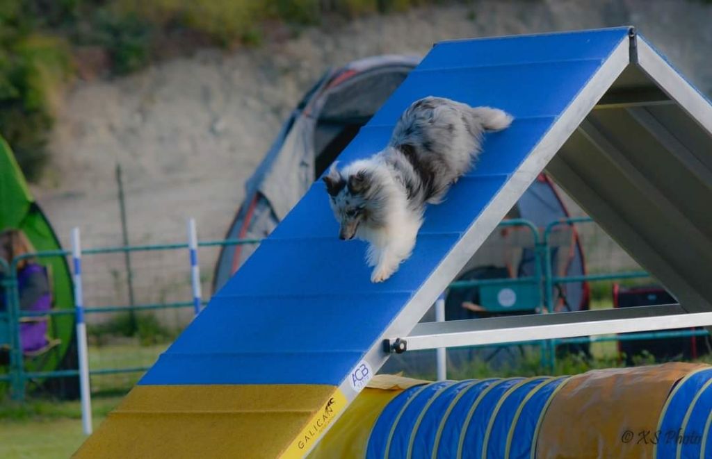 des Crocs de Provence - J'imagine au concours d'agility des Pennes Mirabeau