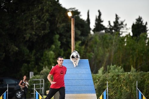 des Crocs de Provence - Concours d'agility de l'Isle sur Sorgues