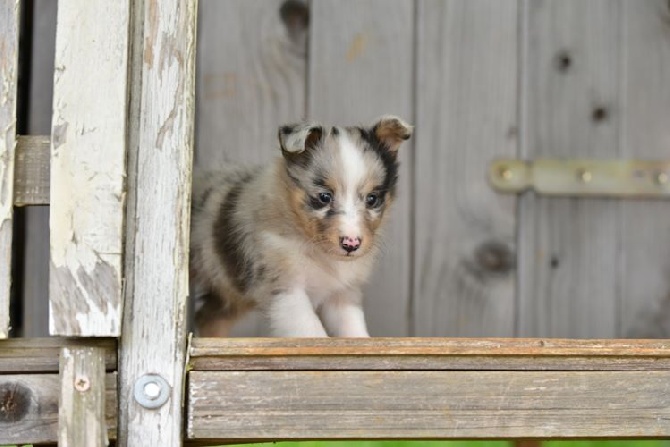 des Crocs de Provence - Les chiots de Flèche ont été pucés et vaccinés