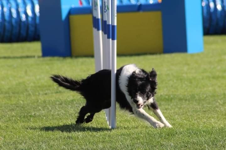 des Crocs de Provence - Concours d'agility d'Arras sur Rhône