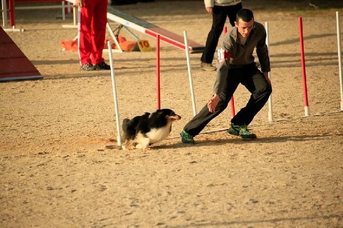 des Crocs de Provence - Concours d'agility de Monaco