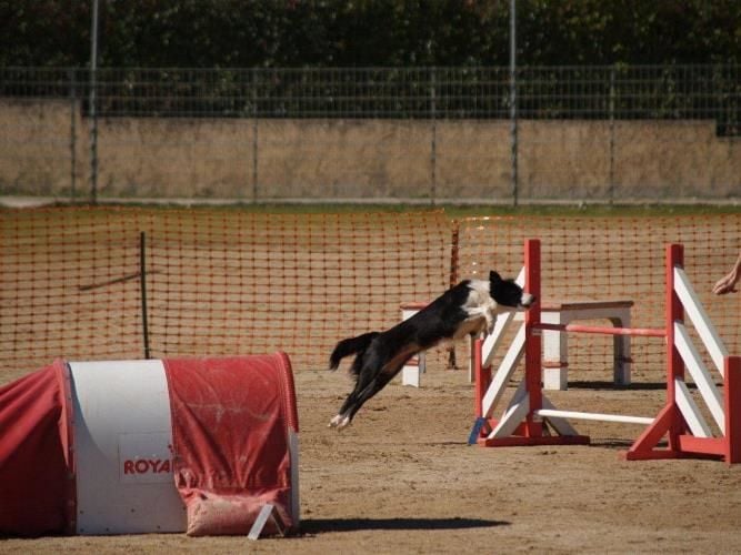 des Crocs de Provence - Concours d'agility d'Aix-en-Provence