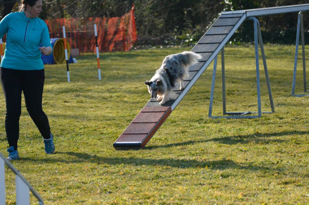 des Crocs de Provence - Concours d'agility de Jonquières