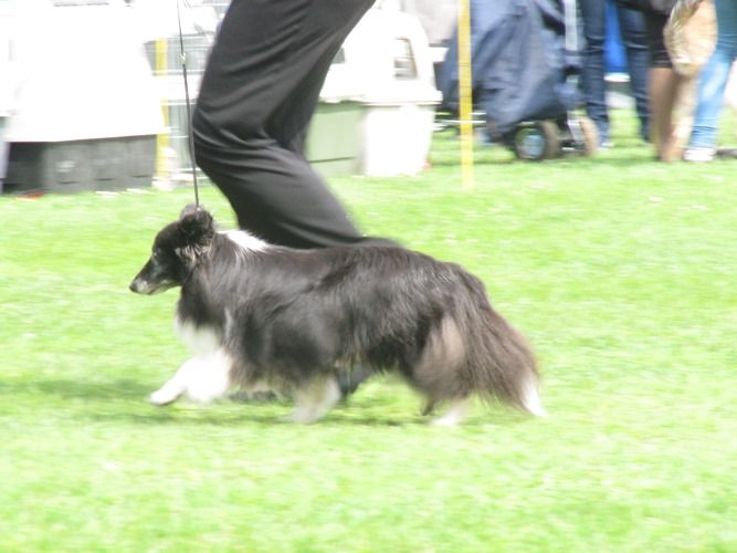 des Crocs de Provence - Cheyenne Championne Vétéran de Slovénie