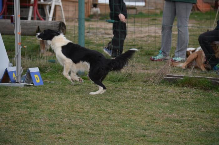 des Crocs de Provence - Concours d'agility de Briançon