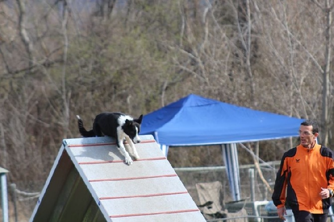 des Crocs de Provence - Concours d'agility d'Aix-en-Provence