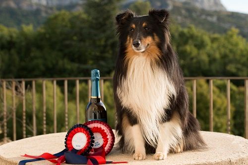 des Crocs de Provence - Iakari Champion de San Marin