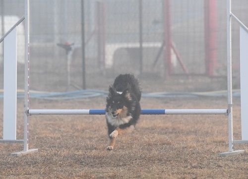 des Crocs de Provence - Concours d'agility de Mouriès