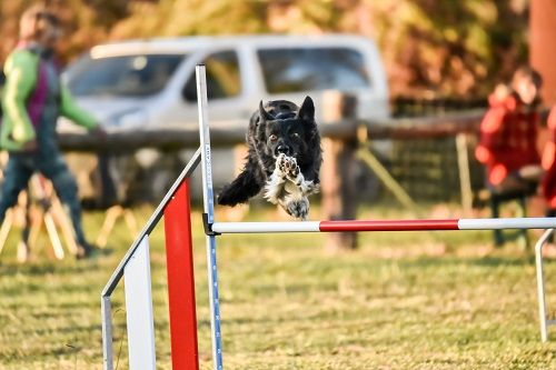 des Crocs de Provence - Championnat de France d'agility 2024