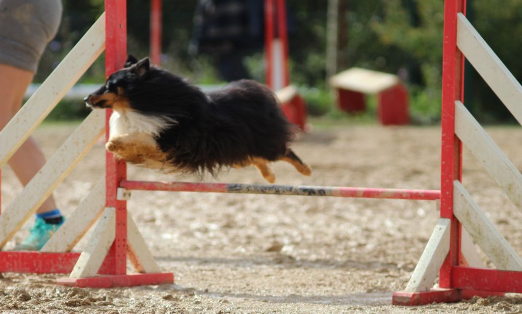 des Crocs de Provence - Concours d'agility des Cadéou