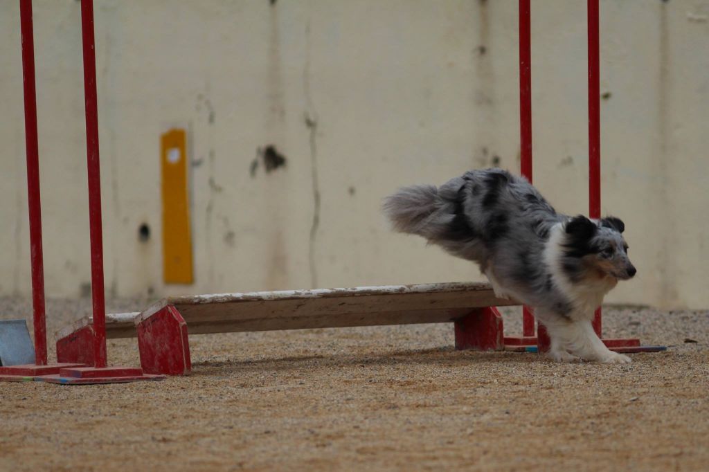 des Crocs de Provence - Concours d'agility des Cadéous