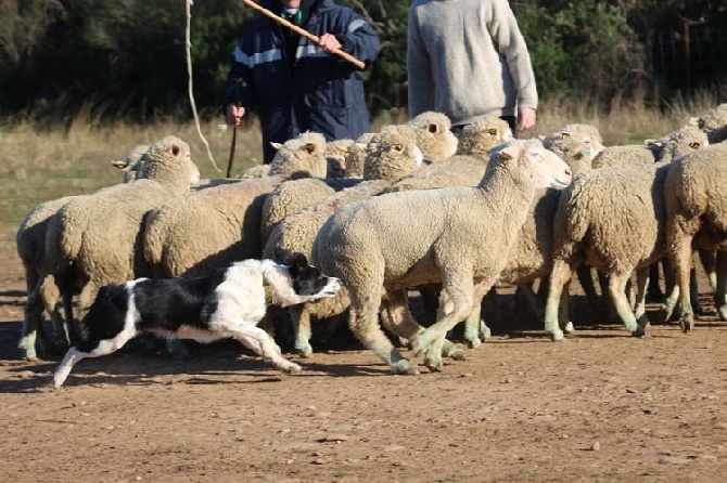 des Crocs de Provence - Dysplasie A/A