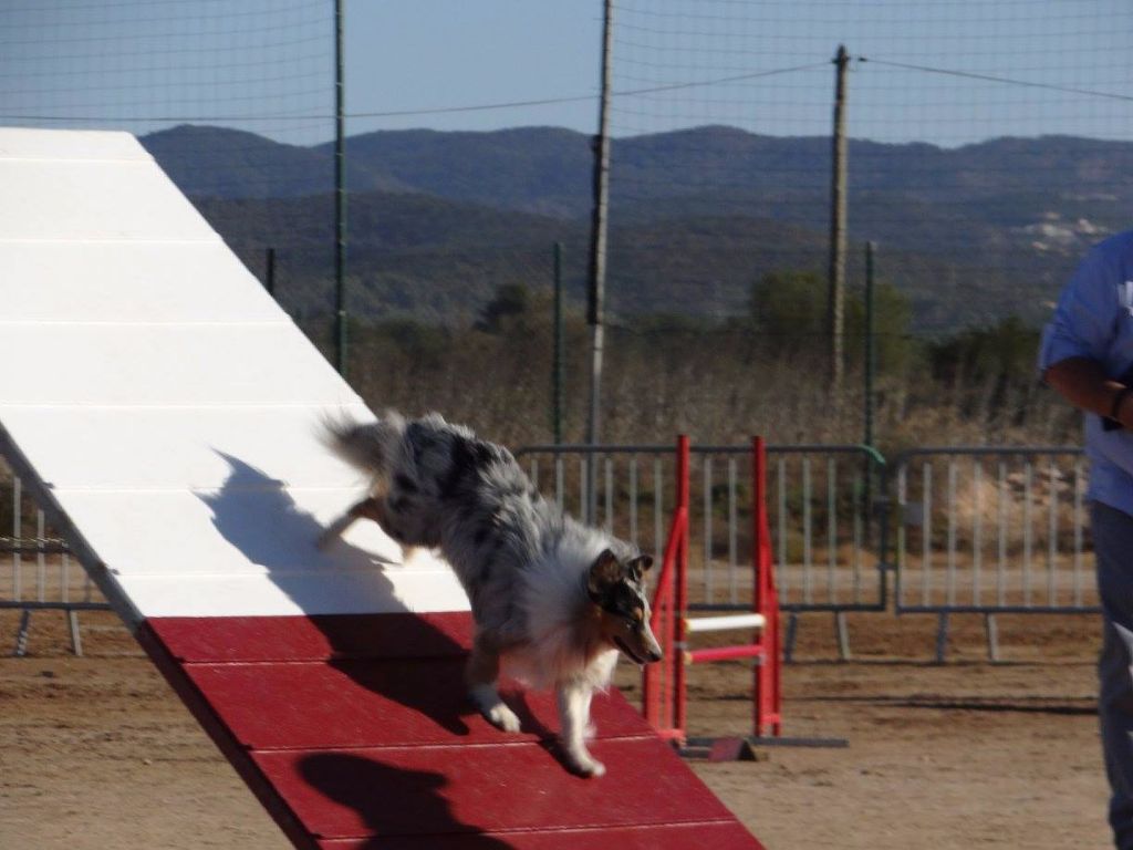 des Crocs de Provence - Concours d'agility du GAD