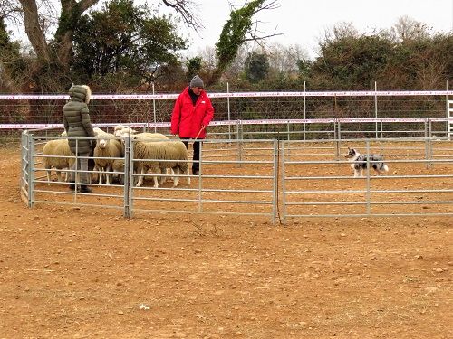 des Crocs de Provence - Stage troupeau pour Nami