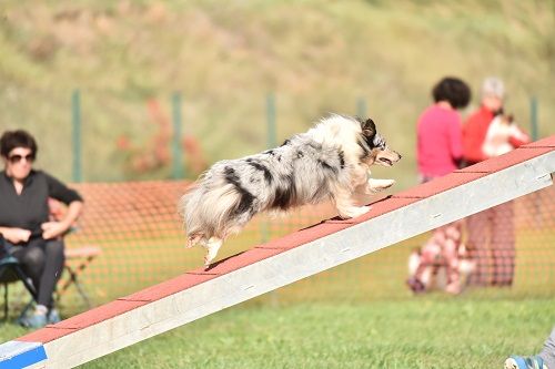 des Crocs de Provence - J'imagine au concours d'agility des Cadéous