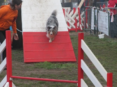 des Crocs de Provence - Concours d'agility d'Aix Sport Canin