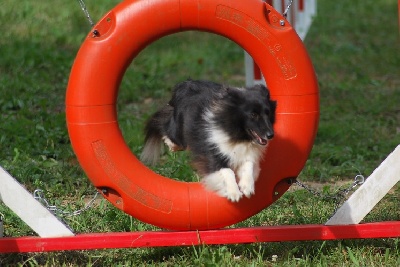 des Crocs de Provence - Concours d'agility d'Avignon