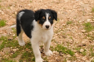 des Crocs de Provence - Les chiots à 8 semaines