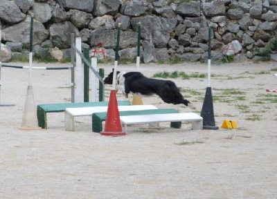 des Crocs de Provence - Concours d'agility d'Ollioules