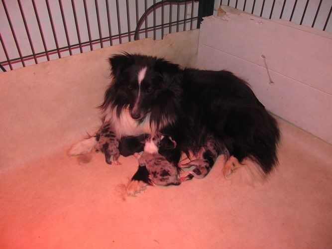 des Crocs de Provence - Naissance des chiots de Flèche et Obiwan