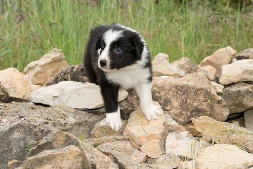 des Crocs de Provence - Les chiots ont eu 5 semaines