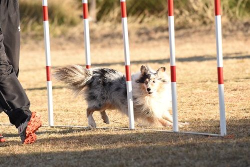 des Crocs de Provence - Concours d'agility des Cadéous