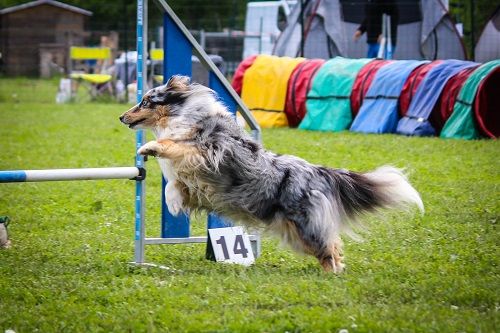 des Crocs de Provence - Maenerys au concours d'agility d'Orange Caderousse