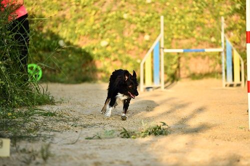 des Crocs de Provence - Concours d'agility de Saint Martin de Crau