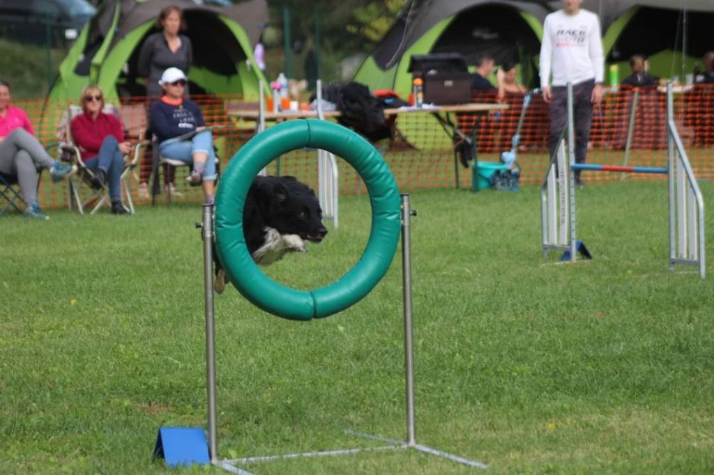 des Crocs de Provence - Concours d'agility d'Orange Caderousse