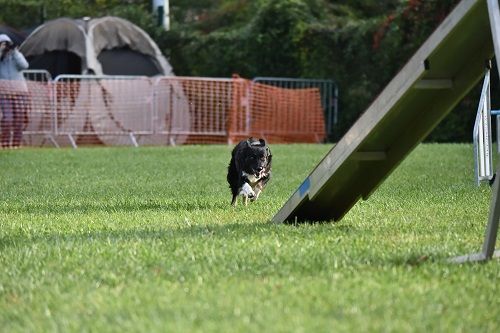 des Crocs de Provence - Concours d'agility d'Avignon