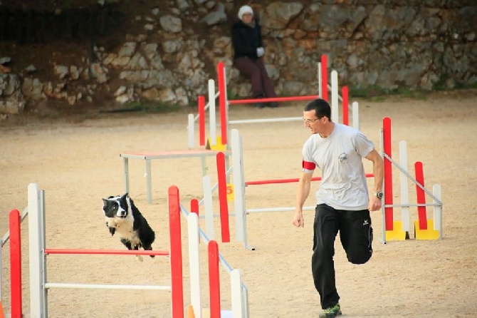 des Crocs de Provence - Concours d'agility de Monaco