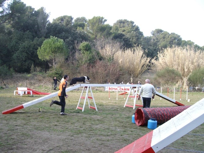 des Crocs de Provence - Concours d'agility de Martigues