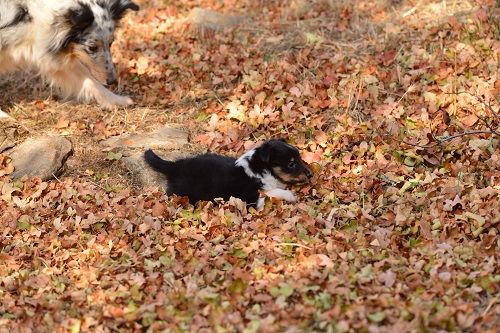 des Crocs de Provence - Les chiots ont eu 5 semaines