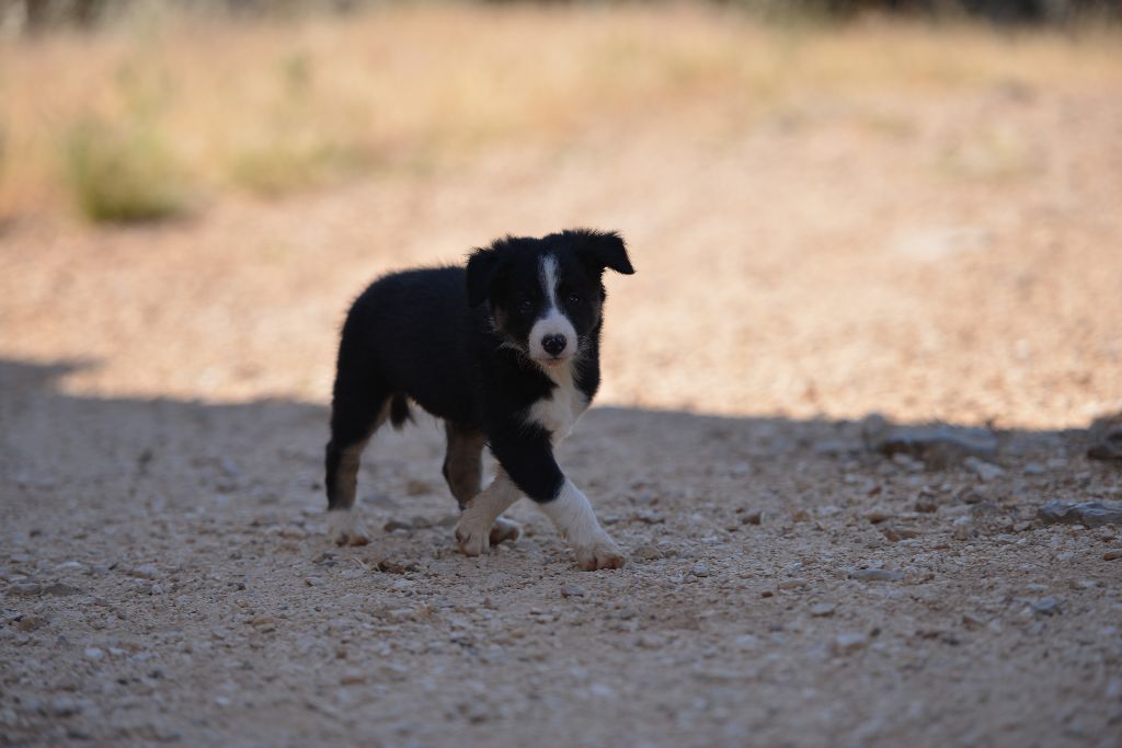 des Crocs de Provence - Une nouvelle vie pour No Limit