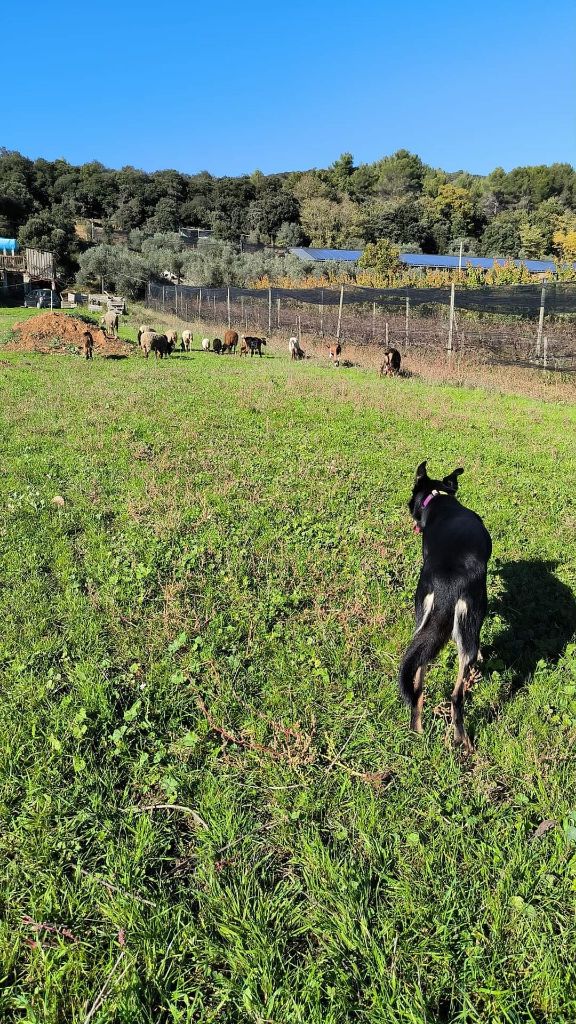 des Crocs de Provence - Des nouvelles de Sao