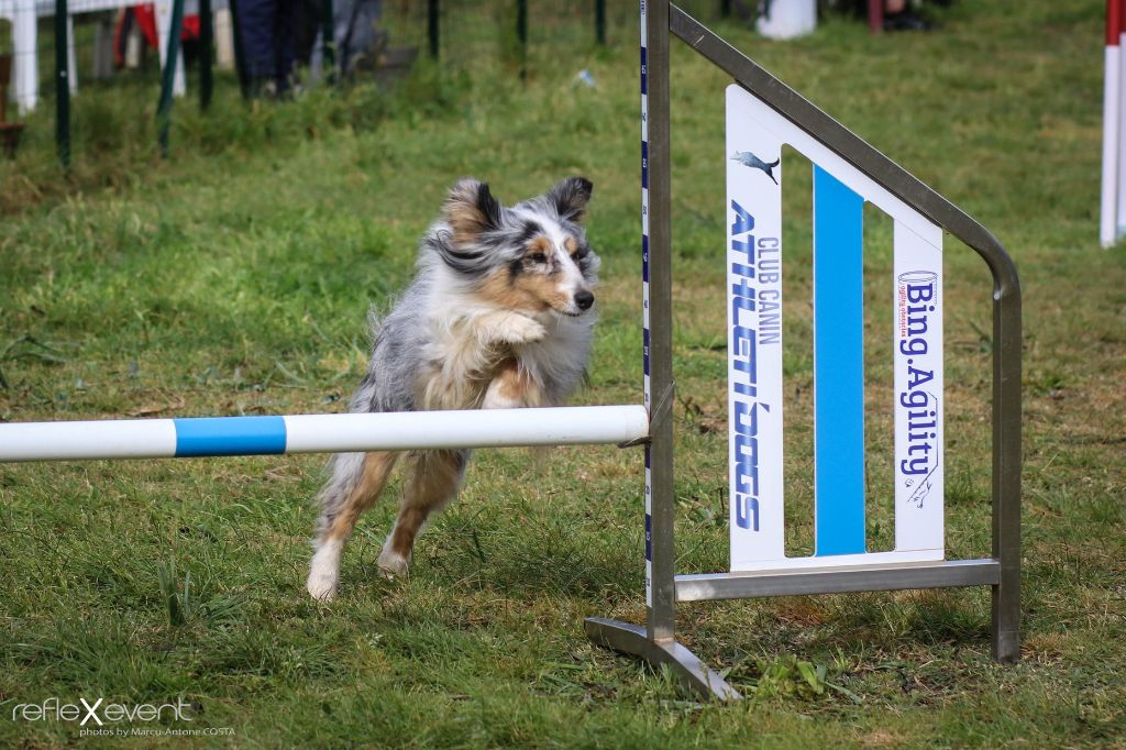 des Crocs de Provence - Concours d'agility en Corse