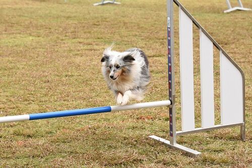 des Crocs de Provence - Concours d'agility du Pouzin