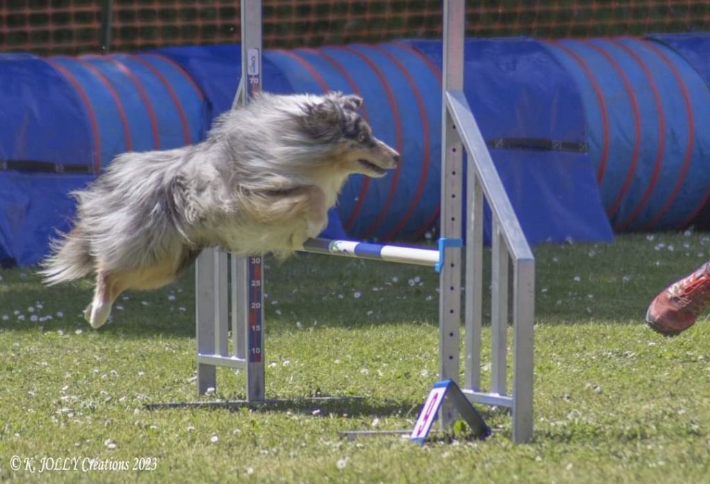 des Crocs de Provence - N'Joy au Championnat de France d'agility des Shetland