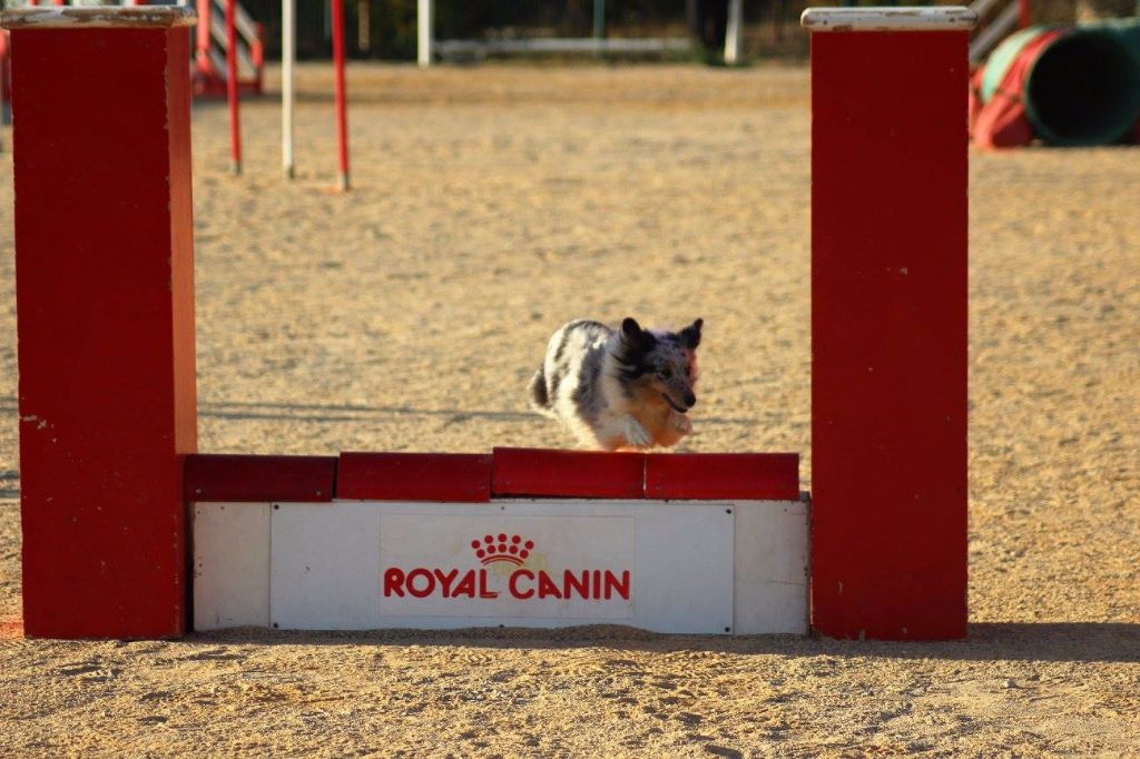 des Crocs de Provence - Concours d'agility des Cadéous