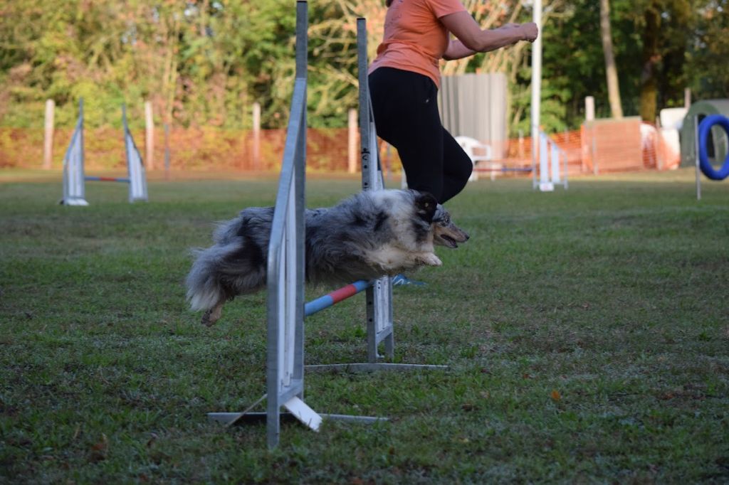 des Crocs de Provence - Concours d'agility de Saint Genix